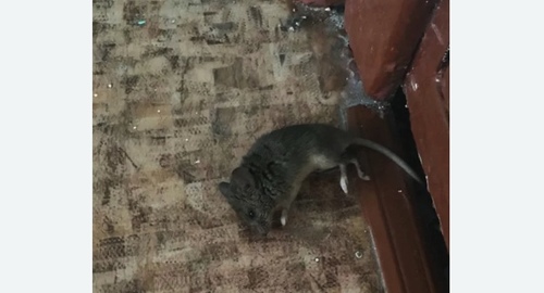 Дезинфекция от мышей в Лихославле
